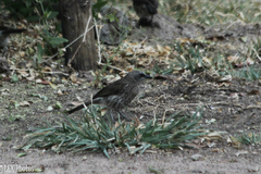 Turdoides hartlaubii