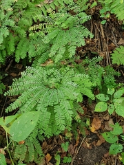 Adiantum pedatum