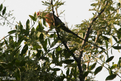 Urocolius indicus transvaalensis