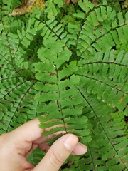 Adiantum pedatum