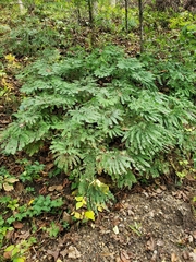 Adiantum pedatum
