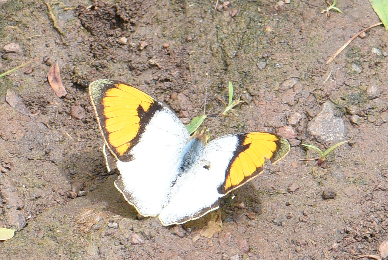 White Orange-Tip