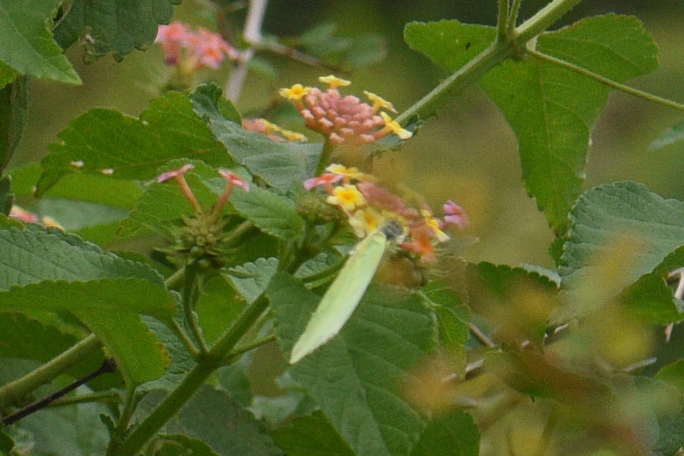 Lemon Emigrant