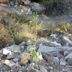 Anoda abutiloides