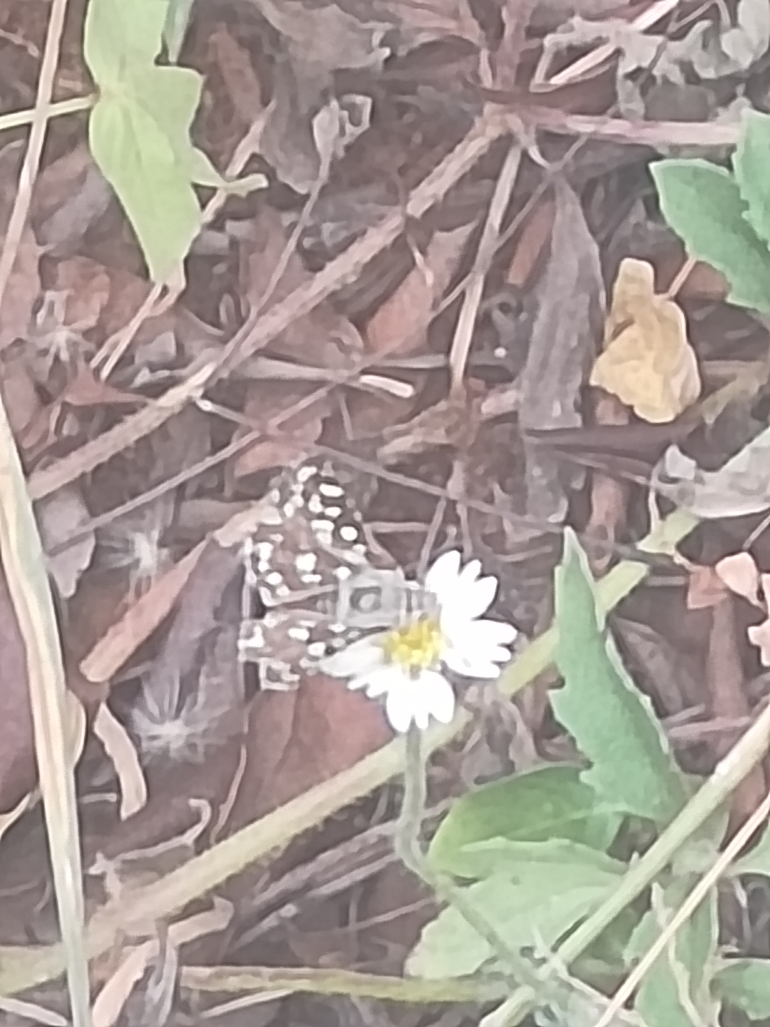 Asian Grizzled Skipper