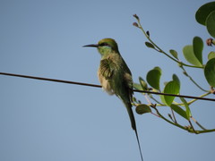 Merops viridissimus