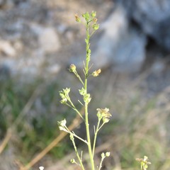 Anoda abutiloides