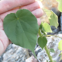 Anoda abutiloides