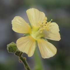 Anoda abutiloides