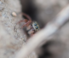 Phidippus