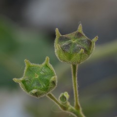 Anoda abutiloides