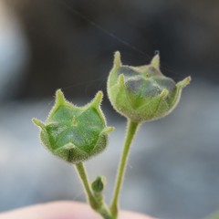 Anoda abutiloides