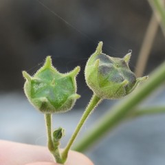Anoda abutiloides