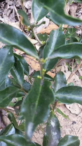 Coffea arenesiana