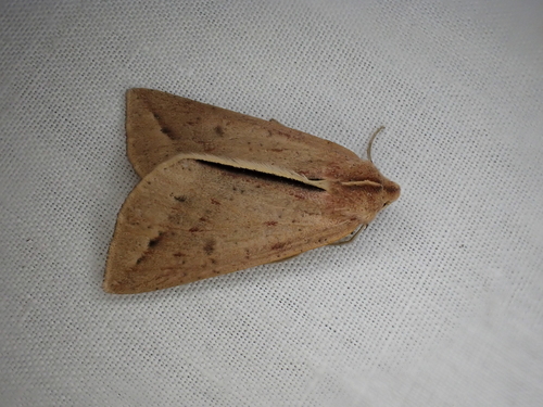 Black-edged Geometrid