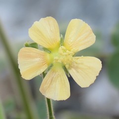 Anoda abutiloides