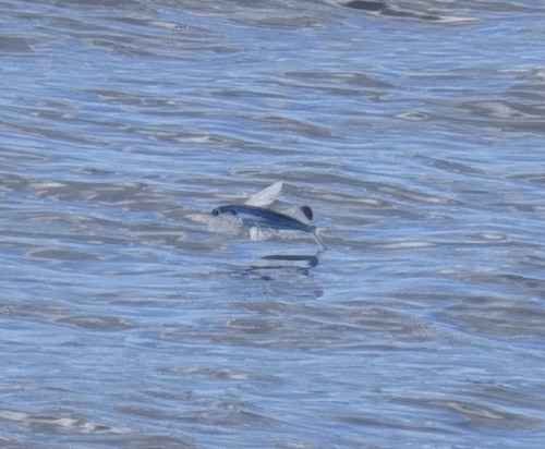 Parexocoetus brachypterus observed 2025-06-29