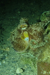 Coconut Octopus