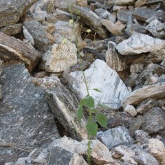 Anoda abutiloides