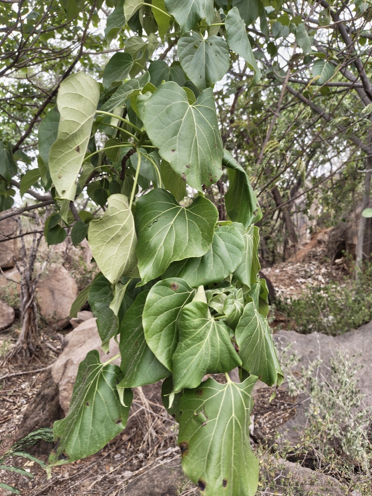 Helicopter tree (Gyrocarpus americanus)