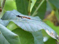 Dolichomitus irritator