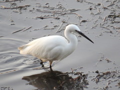 Egretta garzetta