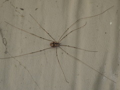 Leuronychus pacificus