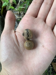 Druon quercuslanigerum
