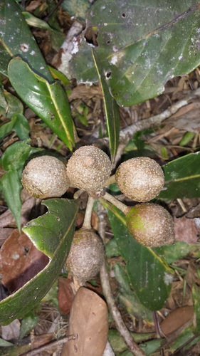 Uapaca louvelii