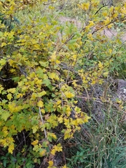 Ribes montigenum