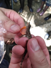 Anolis maculiventris