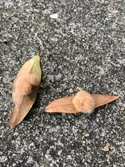 Druon quercuslanigerum