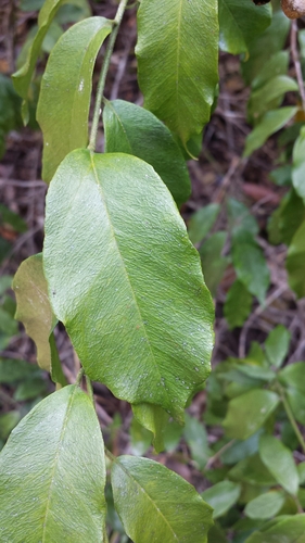 Bonamia alternifolia image