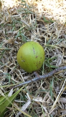 Chrysophyllum