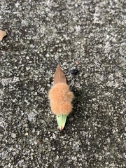 Druon quercuslanigerum