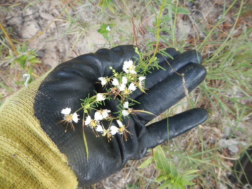 Polanisia erosa ssp. erosa