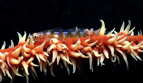 Sea whip goby (Bryaninops yongei) — Gobiidae — 4