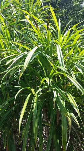 Pandanus sylvicola image