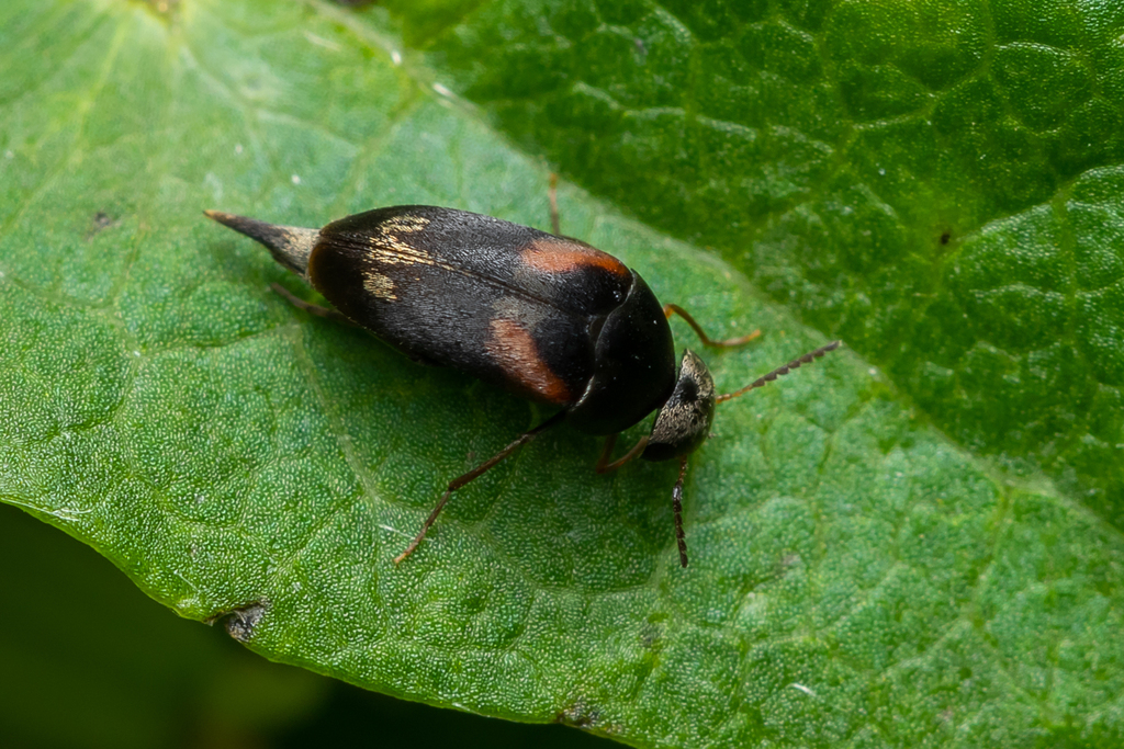 Mordellaria aurofasciata