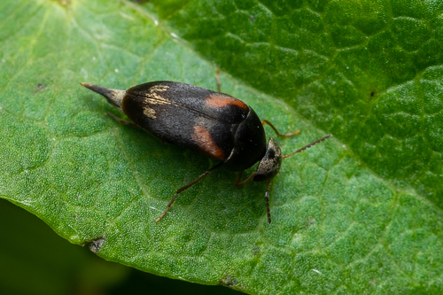 Mordellaria aurofasciata