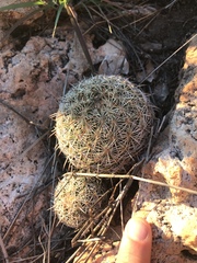 Coryphantha recurvata recurvata