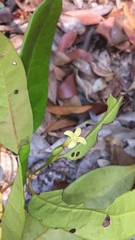 Dicoryphe stipulacea image