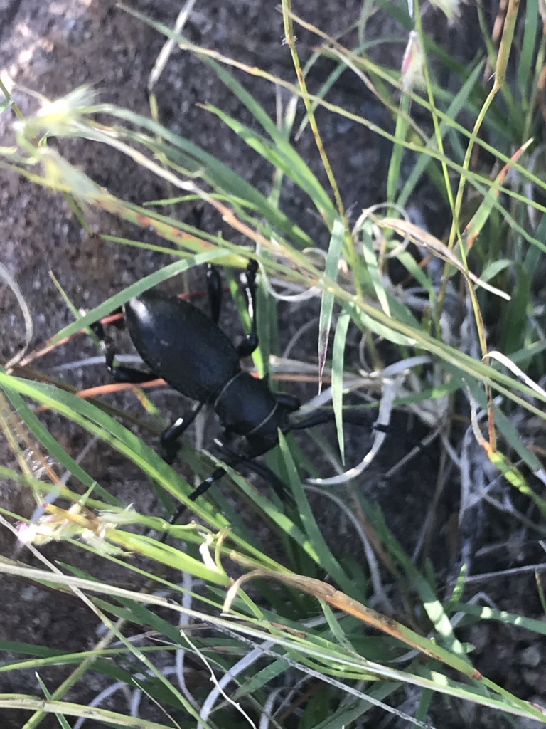 Giant Cactus Longhorn Beetle from Banámichi, SON, MX on September 29 ...