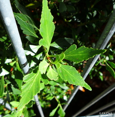 Phyllocladus aspleniifolius