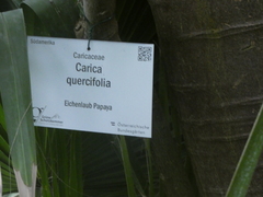 Vasconcellea quercifolia