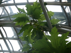 Vasconcellea quercifolia