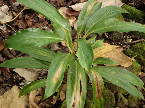 Cordyline fruticosa observed 2025-06-27