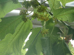 Vasconcellea quercifolia
