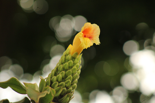 Costus guanaiensis observed 2025-06-29
