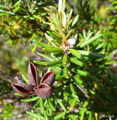 Orites revolutus